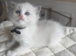 Emo - Ragdoll Kitten For Sale - Columbia&comma; MO&comma; US