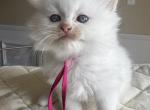 Pop - Ragdoll Kitten For Sale - Columbia&comma; MO&comma; US