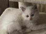 Country - Ragdoll Kitten For Sale - Columbia&comma; MO&comma; US