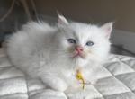 Electric - Ragdoll Kitten For Sale - Columbia&comma; MO&comma; US