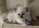 Blues - Ragdoll Kitten For Sale - Columbia&comma; MO&comma; US