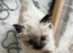 Mini - Ragdoll Kitten For Sale - Columbia&comma; MO&comma; US