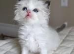Tippy - Ragdoll Kitten For Sale - Columbia&comma; MO&comma; US