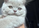 Sandy - Scottish Straight Kitten For Sale - 