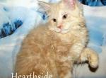 Denver - Maine Coon Kitten For Sale - Alturas&comma; CA&comma; US