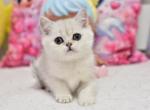 Andy British - British Shorthair Kitten For Sale - Manorville&comma; NY&comma; US