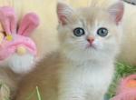 Dina British - British Shorthair Kitten For Sale - Manorville&comma; NY&comma; US