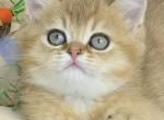 Danik British - British Shorthair Kitten For Sale