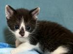Juniper - Domestic Kitten For Sale - Irving&comma; TX&comma; US