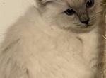 Kitten 3 - Ragdoll Kitten For Sale - Havre De Grace&comma; MD&comma; US