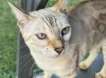 Luna - Bengal Cat For Adoption - NJ&comma; US