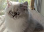 Daphne - Himalayan Kitten For Sale - 