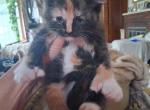 Maine Coon Highland lynx - Maine Coon Kitten For Sale - 