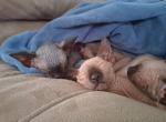 1 female seal point sphynx available for new home - Sphynx Kitten For Sale - Toledo&comma; OH&comma; US