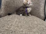 Boy Siberian Purebred Black Brown Spotted Tabby - Siberian Kitten For Sale - Old Bridge&comma; NJ&comma; US
