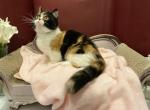 Standard short girl - Minuet Cat For Sale - Milford&comma; OH&comma; US