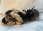 June babies - Minuet Kitten For Sale - Milford&comma; OH&comma; US