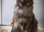 Chentia - Maine Coon Kitten For Sale - 
