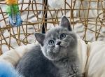 Gari Gabi - Scottish Straight Kitten For Sale - 