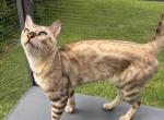 Thor - Bengal Cat For Sale - 