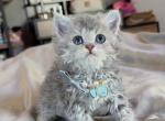 Blue golden boy - Selkirk Rex Kitten For Sale
