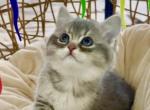 Skarlet - British Shorthair Kitten For Sale - 