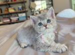 Blue golden girl sweety - Selkirk Rex Kitten For Sale - Fontana&comma; CA&comma; US