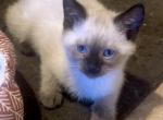 Siamese Babies - Siamese Kitten For Sale - Watertown&comma; WI&comma; US