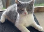Charly - Scottish Straight Kitten For Sale - Springdale&comma; AR&comma; US