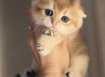 Scottish Fold girl - Scottish Fold Kitten For Sale - Orlando&comma; FL&comma; US