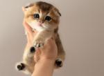Scottish Fold Male - Scottish Fold Kitten For Sale - Orlando&comma; FL&comma; US