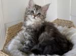 Tatiana - Maine Coon Kitten For Sale - Sugar Valley&comma; GA&comma; US