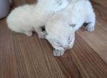 Susie's's beautiful babies - Ragdoll Kitten For Sale - Dunnellon&comma; FL&comma; US