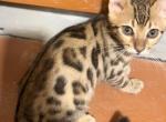 Regal - Bengal Kitten For Sale - Johnson City&comma; TN&comma; US
