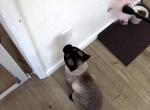 Icarus - Domestic Cat For Adoption - CA&comma; US