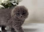 Discover - Scottish Fold Kitten For Sale - Canton&comma; OH&comma; US