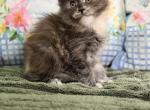 Saphira - Maine Coon Kitten For Sale - OH&comma; US