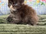 Minnie - Maine Coon Kitten For Sale - OH&comma; US