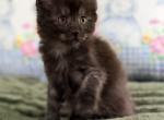 Asher - Maine Coon Kitten For Sale - OH&comma; US