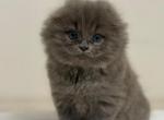 Discover - Scottish Fold Kitten For Sale - Canton&comma; OH&comma; US