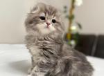 Inno - Scottish Fold Kitten For Sale - 
