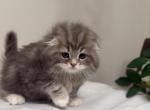 Inno - Scottish Fold Kitten For Sale - Canton&comma; OH&comma; US
