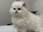 Snow - Ragdoll Kitten For Sale - 