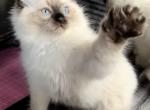 Luna - Ragdoll Kitten For Sale - 