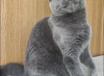 Simon Blue - British Shorthair Kitten For Sale - Cumming&comma; GA&comma; US