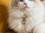 Charlie Stud service ONLY - Ragdoll Cat For Sale/Service - Mount Joy&comma; PA&comma; US