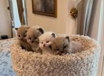 Mimi - Ragdoll Kitten For Sale - Centerville&comma; OH&comma; US