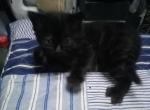 Shadow - Domestic Kitten For Adoption - Los Angeles&comma; CA&comma; US