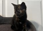 Mancha - Domestic Kitten For Sale - Ocala&comma; FL&comma; US
