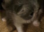 Dolly's - Persian Kitten For Sale - 